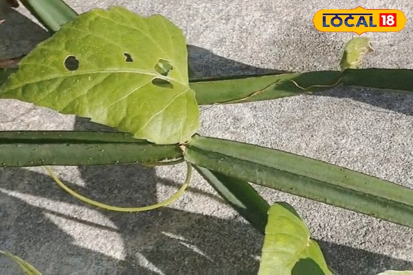 चोट और मोच में फटाफट असर