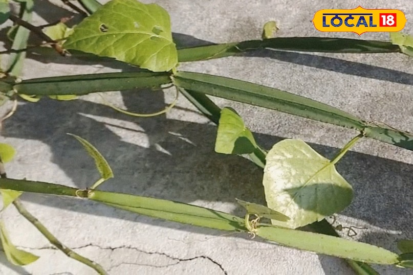 पाचन तंत्र मजबूत