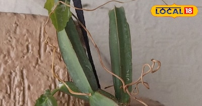 टूटी हड्डी को भी जोड़ देता है यह मामूली सा दिखने वाला पौधा, दर्द-सूजन से लेकर जो