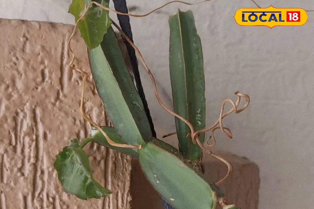 टूटी हड्डियों का देसी इलाज! इस पौधे से पाएं दर्द और सूजन में तुरंत राहत, पाचन और मेटाबॉलिज्म में भी मददगार