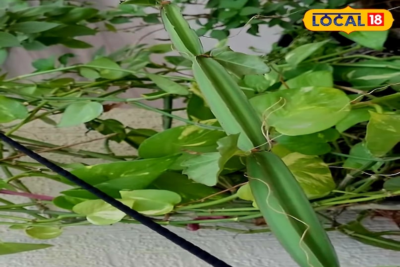 कब कैसे सेवन करें