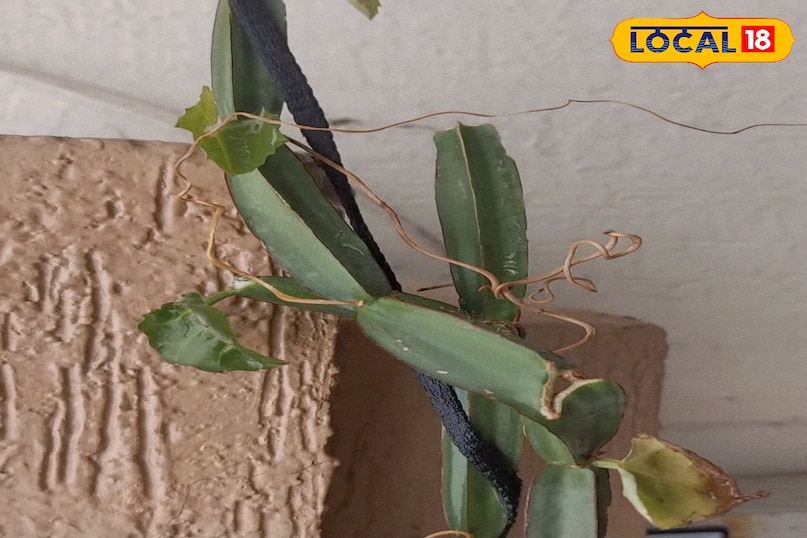 जोड़ो का दर्द