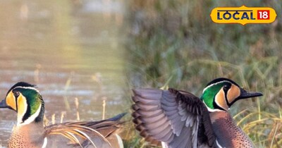 भरतपुर के 'घना' में 26 साल बाद लौटा दुर्लभ साइबेरियाई पक्षी, कैमरा लेकर पहुँच रहे पर्यटक