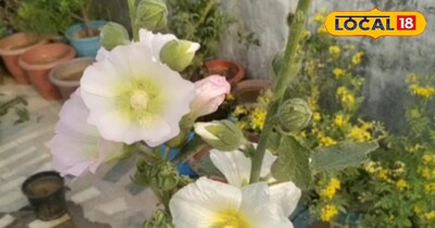 देसी डॉक्टर Hollyhock: ग्लोइंग स्किन और इम्यूनिटी के लिए रामबाण उपाय.