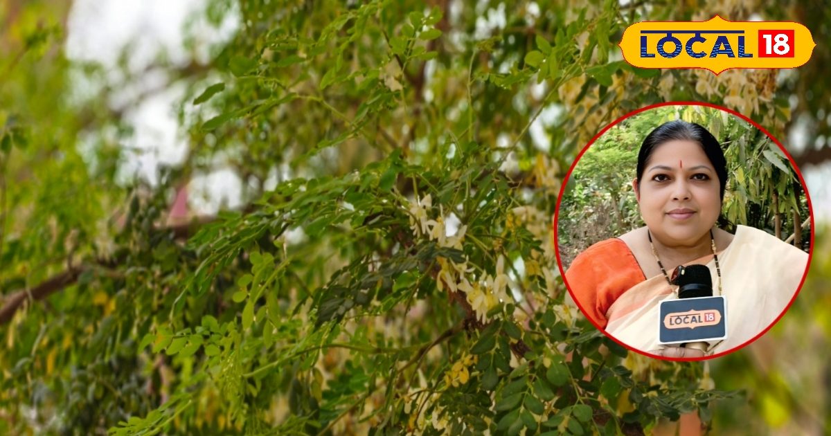 देसी सुपरफूड है सहजन, जो बढ़ाए इम्यूनिटी, मजबूत करे हड्डियां और कंट्रोल करे ब्लड शुगर भी!