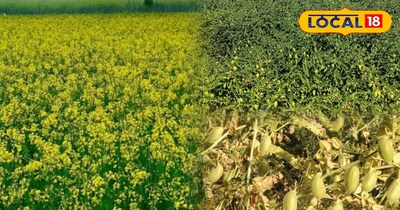 चना और सरसों की फसल