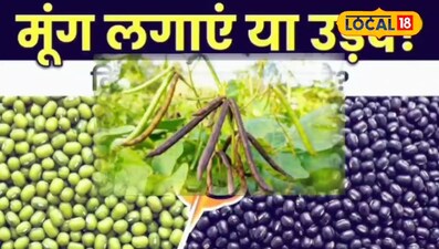 मूंग उड़द 