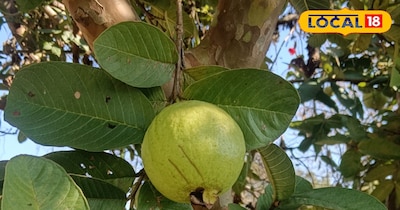 अमरूद में टिकेगा लंबे समय तक फल