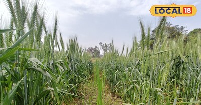 गन्ने के साथ गेहूं और प्याज की खेती.