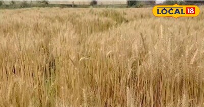 मौसम बिगड़ने से पहले निपटा लें गेहूं की कटाई