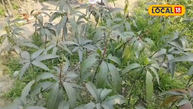 समस्तीपुर में फल विकास योजना से बदली खेती की तस्वीर, बढ़ी किसानों की आमदनी.