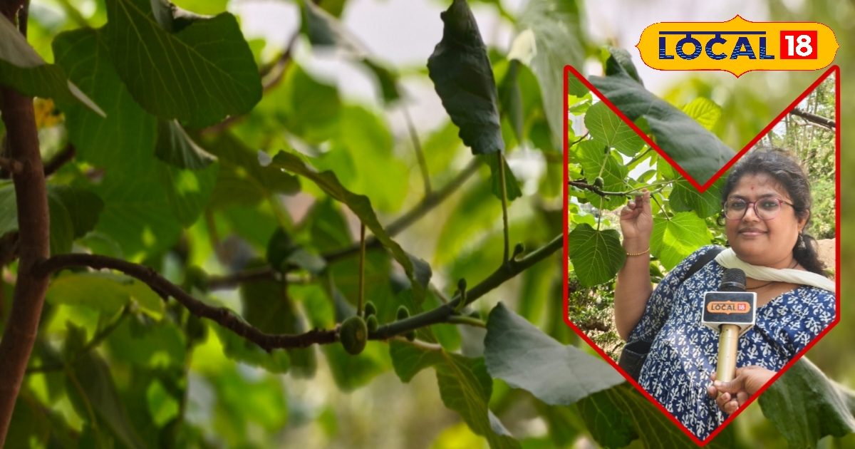 गर्मियों में अंजीर कैसे खाएं? यहां जानिए सही तरीके और फायदे