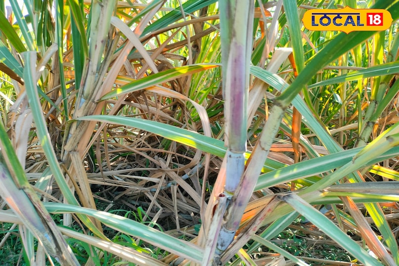 Natural energy drink summer, पीलिया में गन्ने का जूस कितना फायदेमंद, health tips summer, local18, khargone letest news, Madhya Pradesh hindi news 