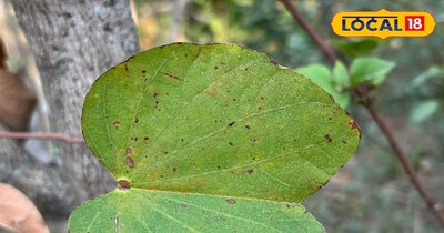 कचनार के पौधे की खासियत 