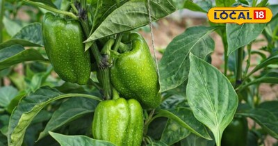 प्रतीकात्मक तस्वीर 