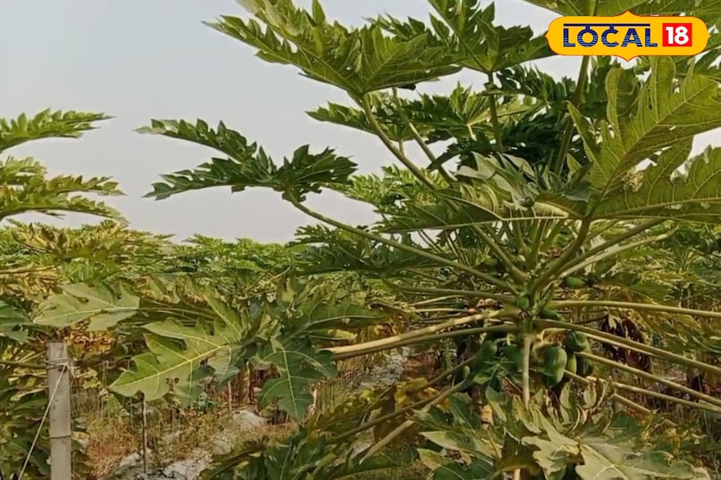 पाचन तंत्र 