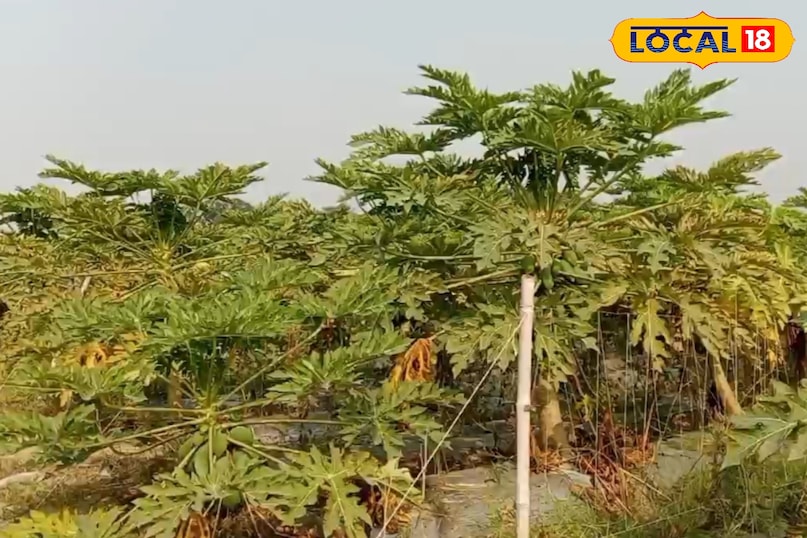 इम्युनिटी पॉवर 