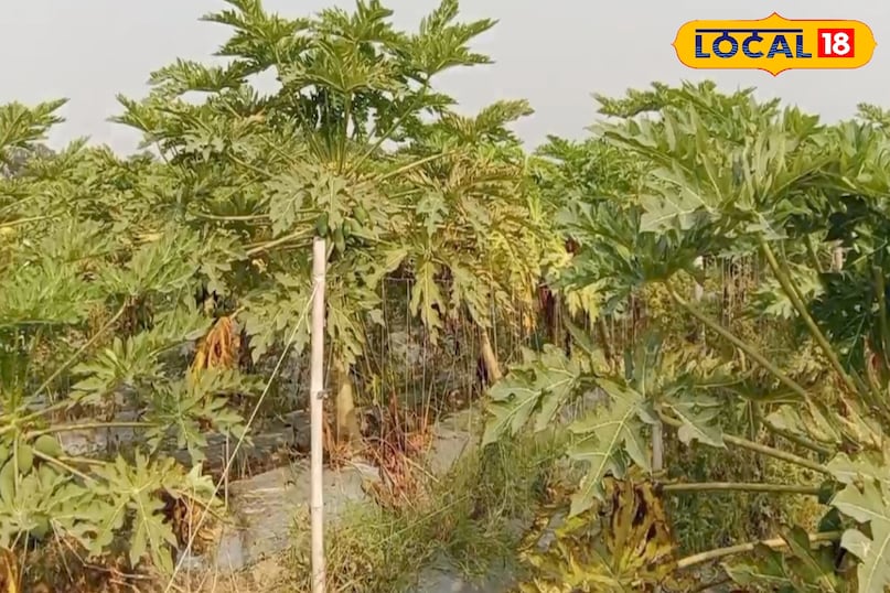 शुगर की बीमारी 