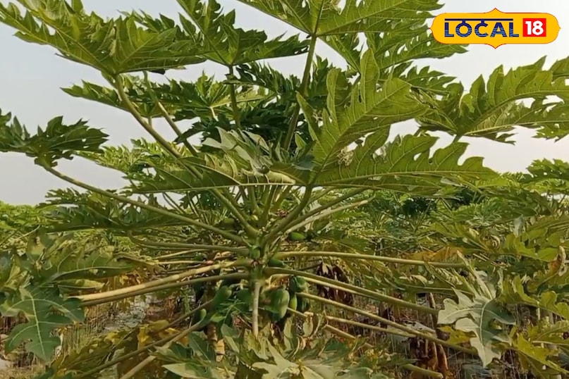 त्वचा और बाल