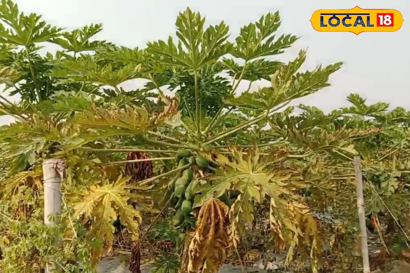 प्लेटलेट्स गिरने की समस्या 