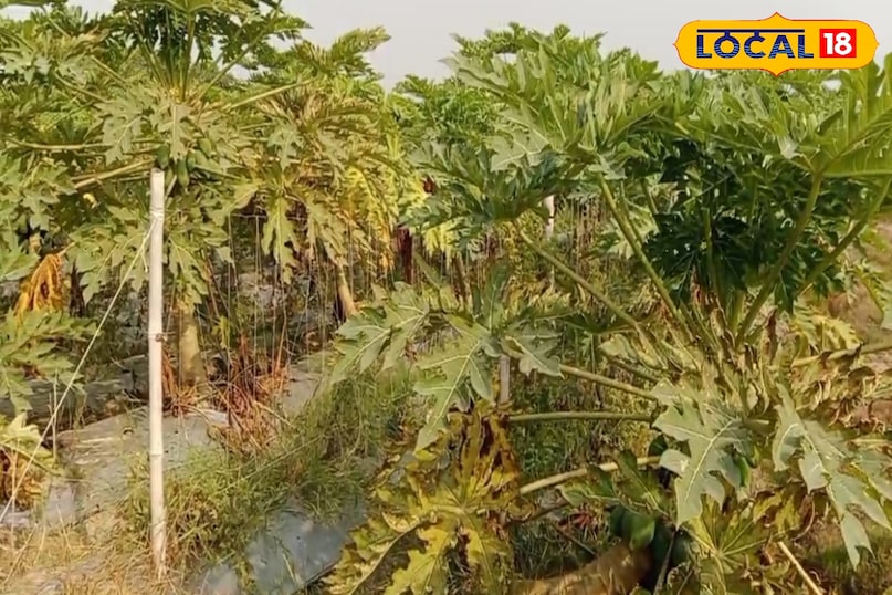 सूजनरोधी गुण