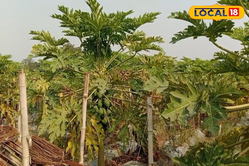 सेवन का तरीका 