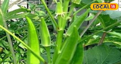 भिंडी की खेती कर कमाएं मुनाफा।