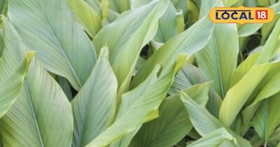 हल्दी के पत्ते सेहत के लिए है फायदेमंद।