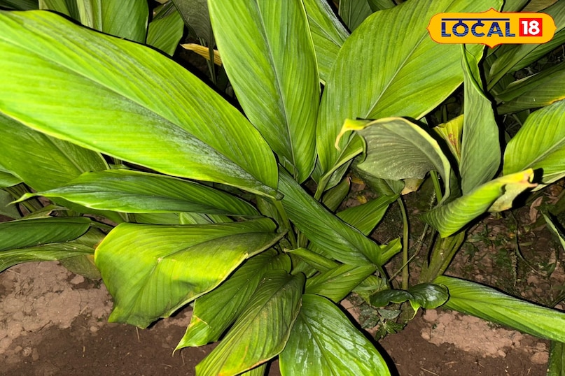 Moradabad news,hindi news,up news,local news, मुरादाबाद समाचार, हिंदी समाचार, यूपी समाचार, लोकल समाचार। Moradabad news,hindi news,up news,local news, मुरादाबाद समाचार, हिंदी समाचार, यूपी समाचार, लोकल समाचार।