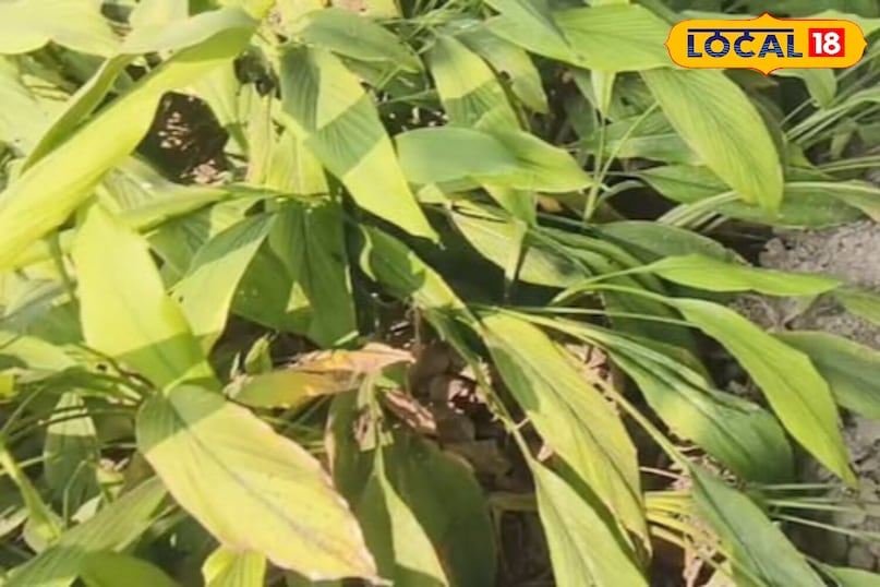 Moradabad news,hindi news,up news,local news, मुरादाबाद समाचार, हिंदी समाचार, यूपी समाचार, लोकल समाचार। Moradabad news,hindi news,up news,local news, मुरादाबाद समाचार, हिंदी समाचार, यूपी समाचार, लोकल समाचार।