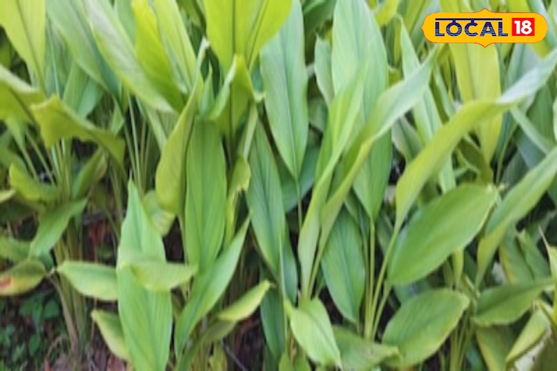 Moradabad news,hindi news,up news,local news, मुरादाबाद समाचार, हिंदी समाचार, यूपी समाचार, लोकल समाचार। Moradabad news,hindi news,up news,local news, मुरादाबाद समाचार, हिंदी समाचार, यूपी समाचार, लोकल समाचार।