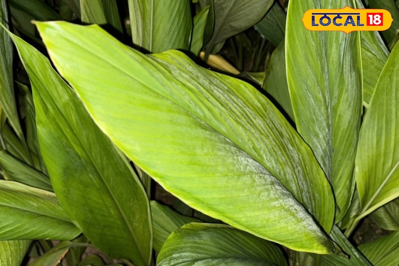 Moradabad news,hindi news,up news,local news, मुरादाबाद समाचार, हिंदी समाचार, यूपी समाचार, लोकल समाचार। Moradabad news,hindi news,up news,local news, मुरादाबाद समाचार, हिंदी समाचार, यूपी समाचार, लोकल समाचार।