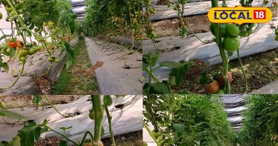 ऐसे कर ली टमाटर की खेती, कम समय में होंगे मालामाल!