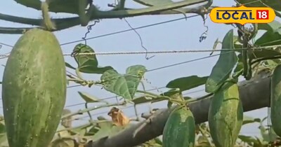 प्रतीकात्मक तस्वीर 