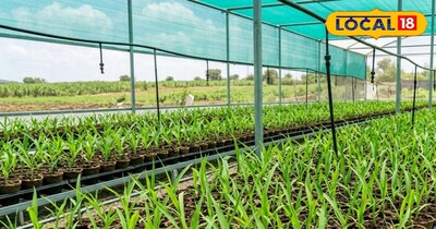 गन्ने की खेती की नई तकनीक: कम बीज में बंपर पैदावार, 90% से अधिक अंकुरण.