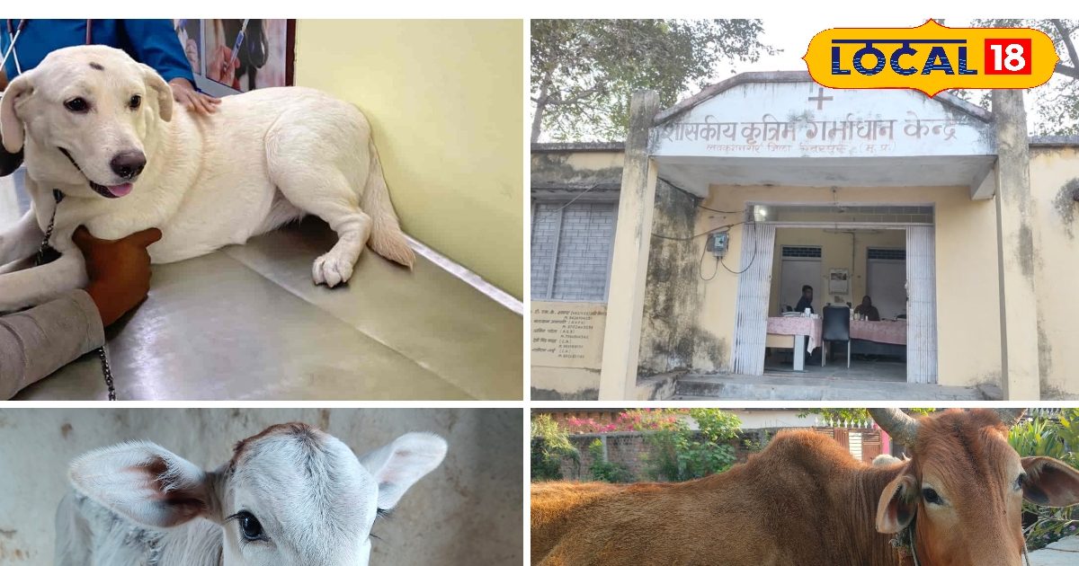 पशुओं का डॉक्टर बनना है? जानें कौन सा कोर्स, एंट्रेंस एग्जाम और पूरी प्रक्रिया