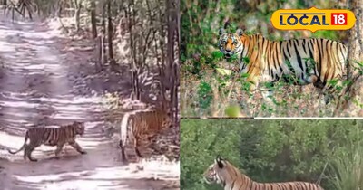 बालाघाट जिला टाइगर 