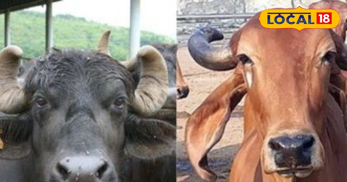 गर्मियों में पशुओं को खिलाएं ये खास चीज, बाल्टी भर-भर मिलेगा दूध, बीमार भी…