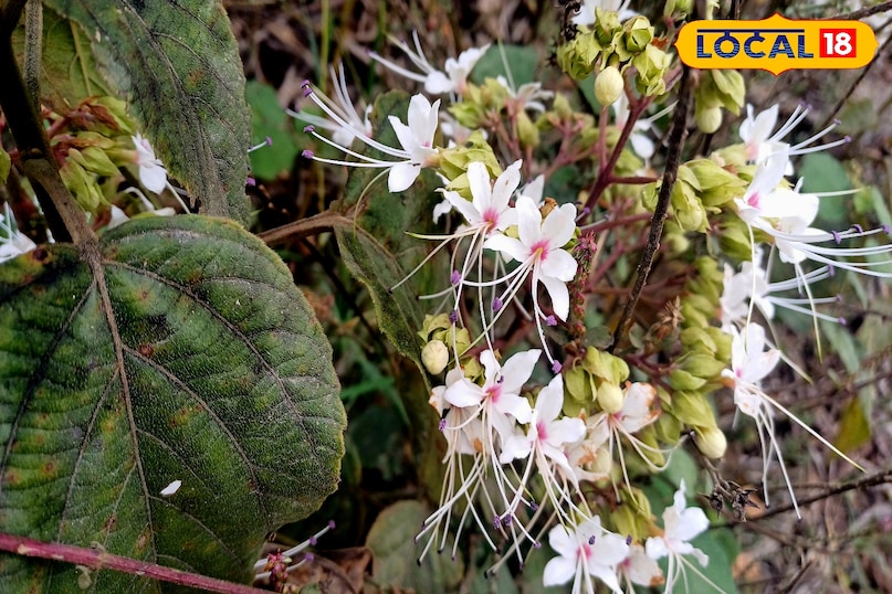 सांप या बिच्छू के काटने पर भी भटवास का इस्तेमाल