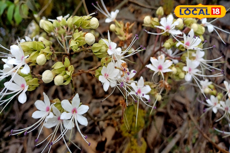 डायबिटीज और हाई ब्लड प्रेशर