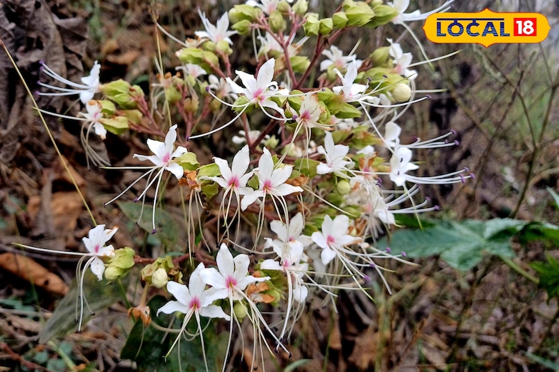 बिना सलाह के ज्यादा इस्तेमाल करना ठीक नहीं