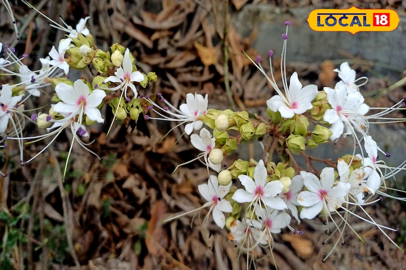 कोलेस्ट्रॉल और अर्थराइटिस जैसी समस्याओं में भी फायदेमंद 