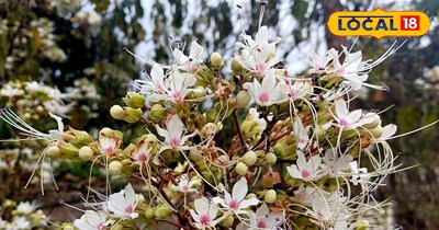 संजीवनी से कम नहीं भटवास, सांप-बिच्छू के जहर से लेकर डायबिटीज तक में काम का यह द