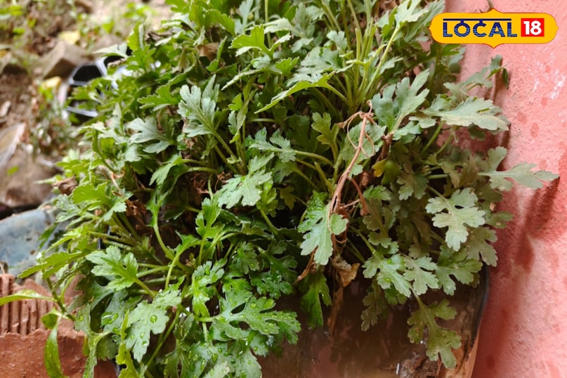 दिल के लिए लाभकारी 