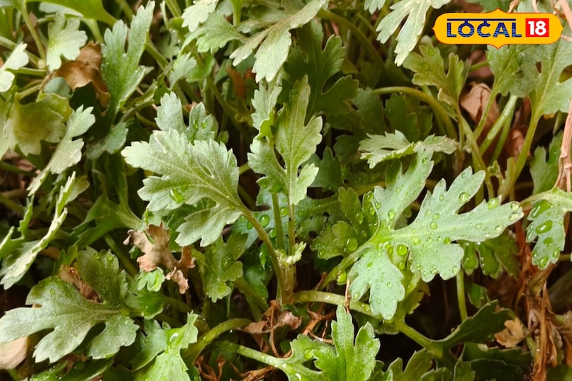 पेट रोग पेट रोग