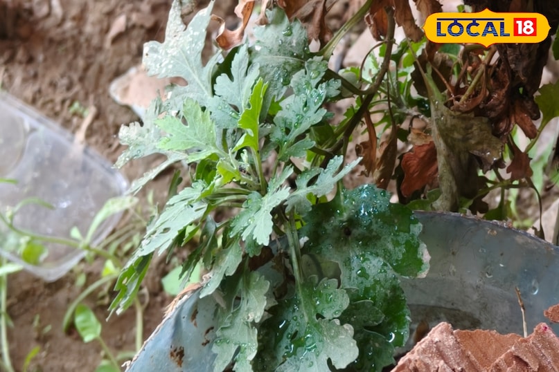 आंखों की ठंडक आंखों की ठंडक