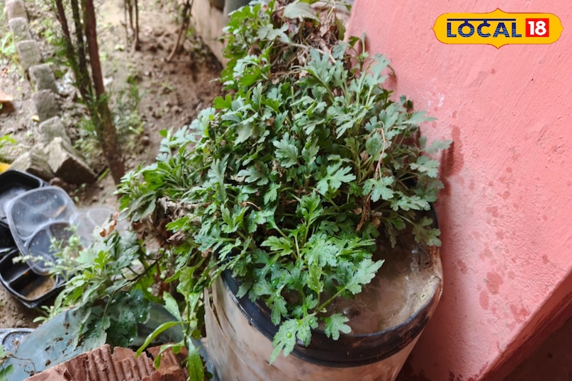 इम्युनिटी और सांस इम्युनिटी और सांस