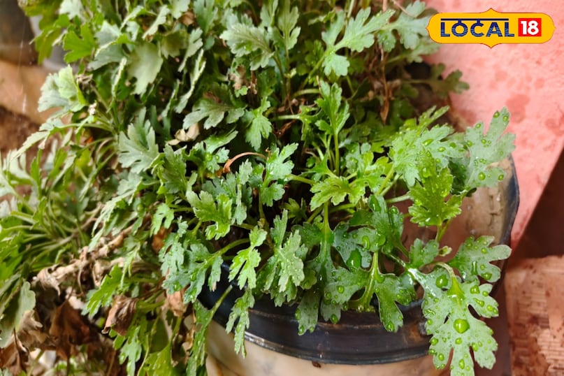 त्वचा और शुगर त्वचा और शुगर