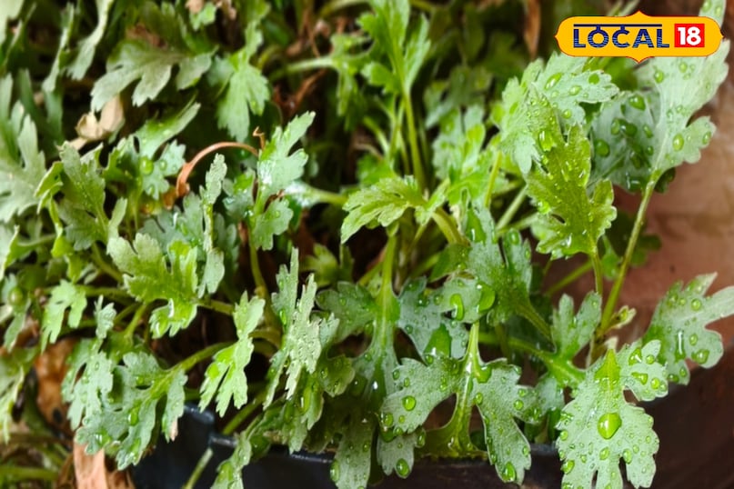 सेवन करने का सही तरीका सेवन करने का सही तरीका