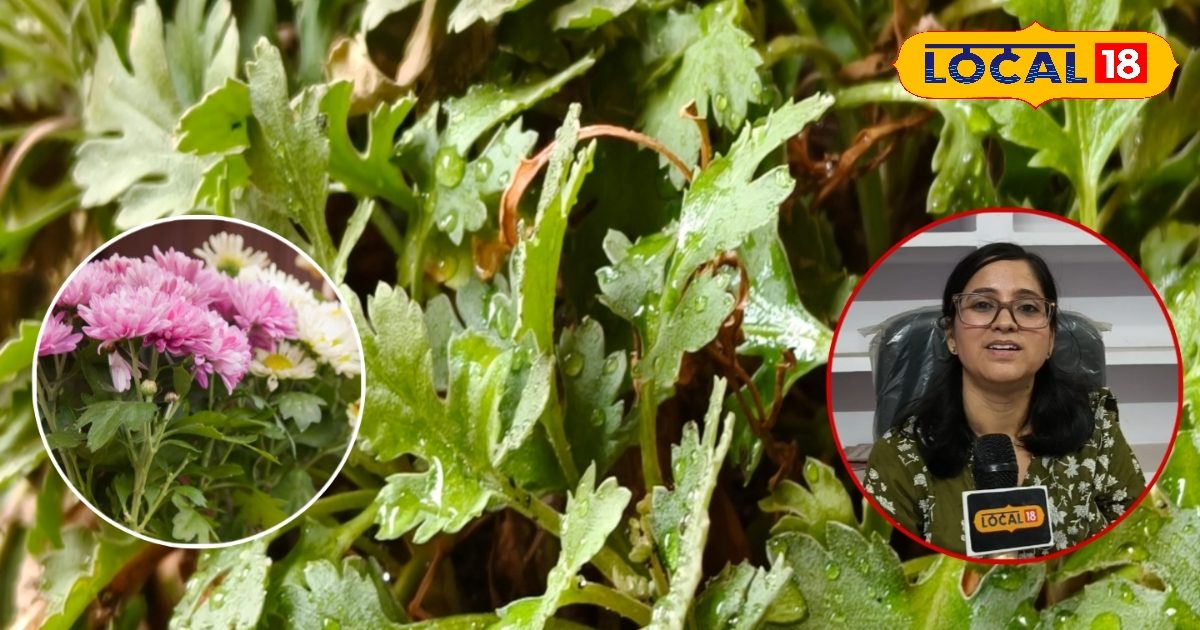 सिर्फ फूल नहीं, सेहत का खजाना है गुलदाउदी! जानिए इसके चमत्कारी लाभ